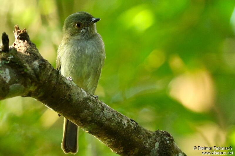 Pale-bellied Tyrant-Manakinadult