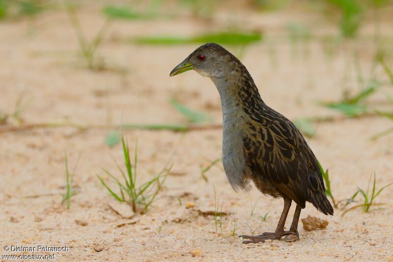 Ash-throated Crakeadult, song