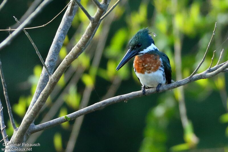 Amazon Kingfisher male adult