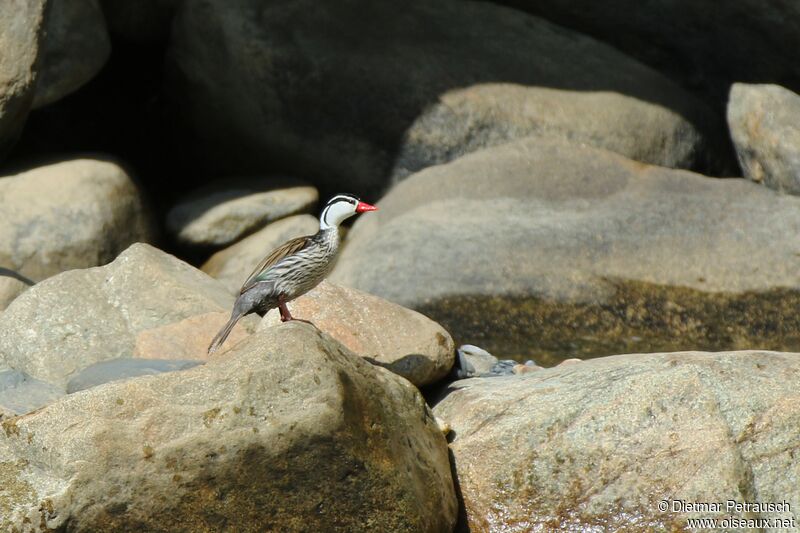 Torrent Duck male adult