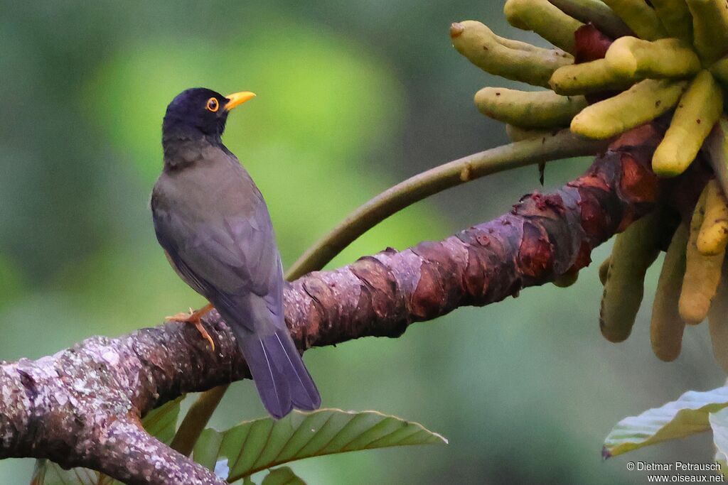 Merle à froc noiradulte