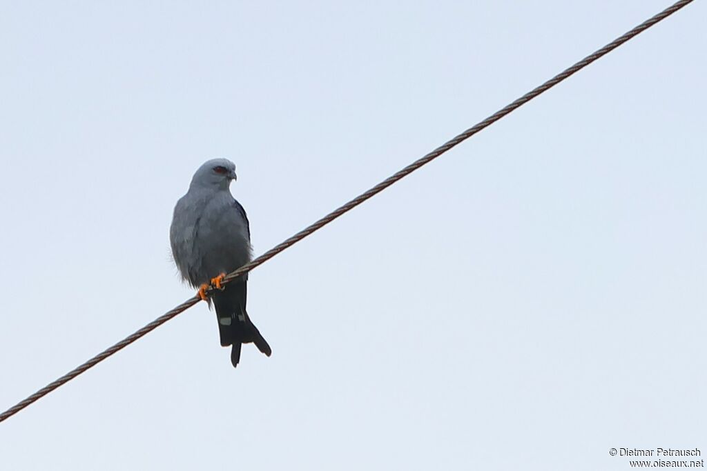 Milan bleuâtreadulte