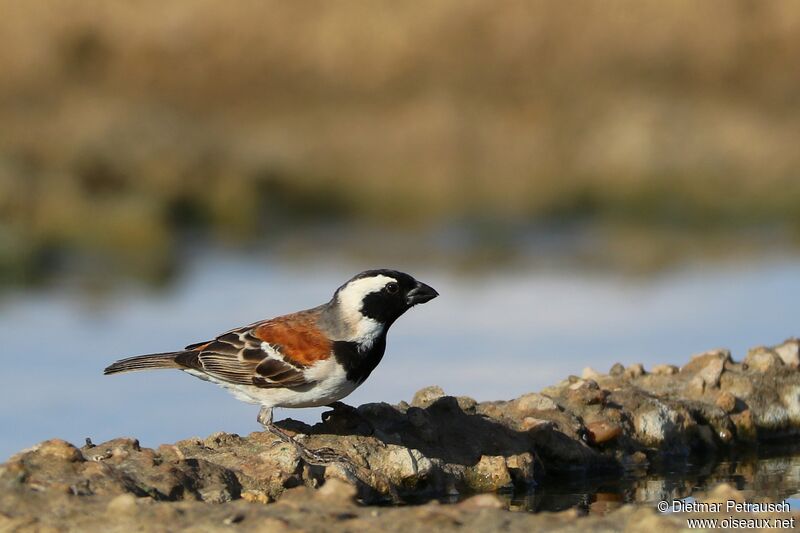 Cape Sparrow male adult