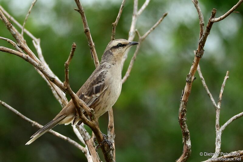 Chalk-browed Mockingbirdadult