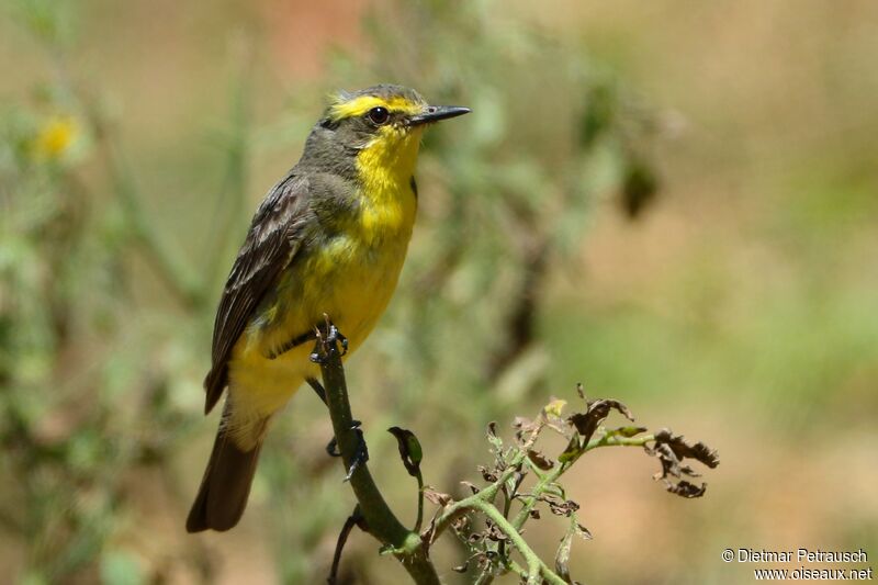 Yellow-browed Tyrantadult