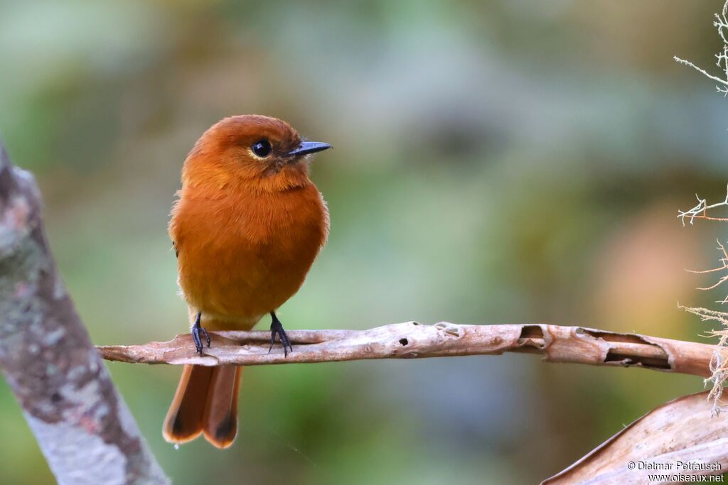 Moucherolle cannelleadulte