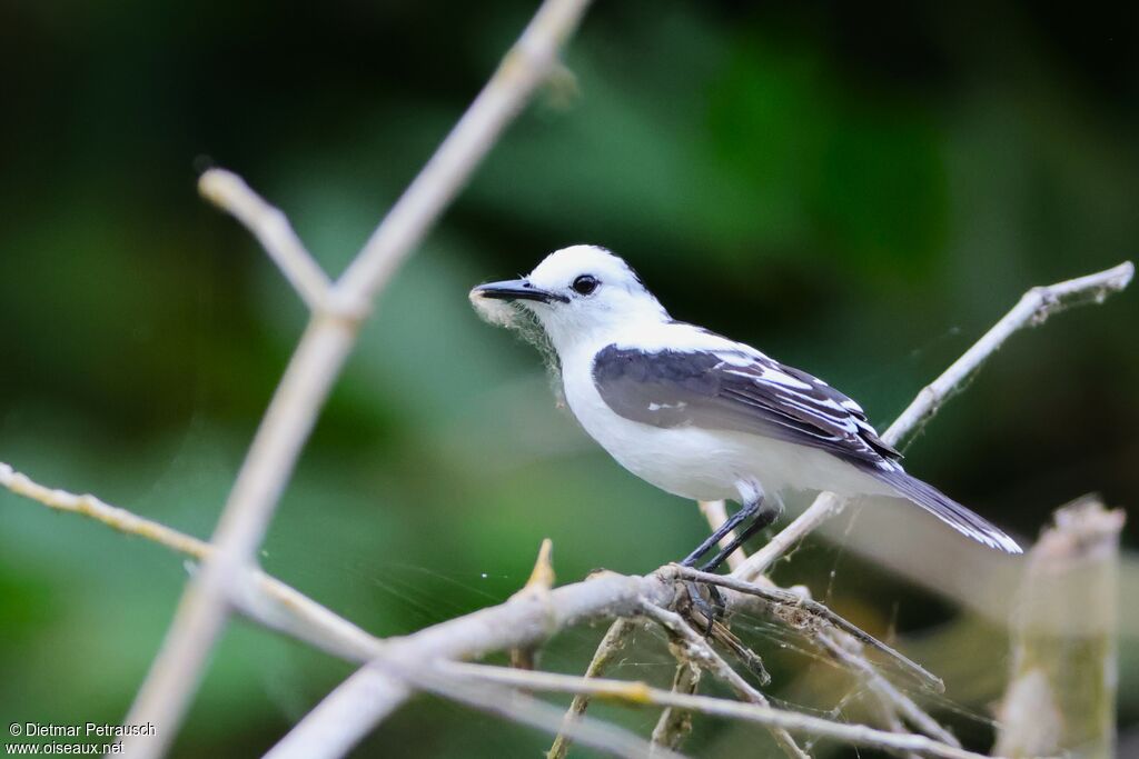 Moucherolle pieadulte