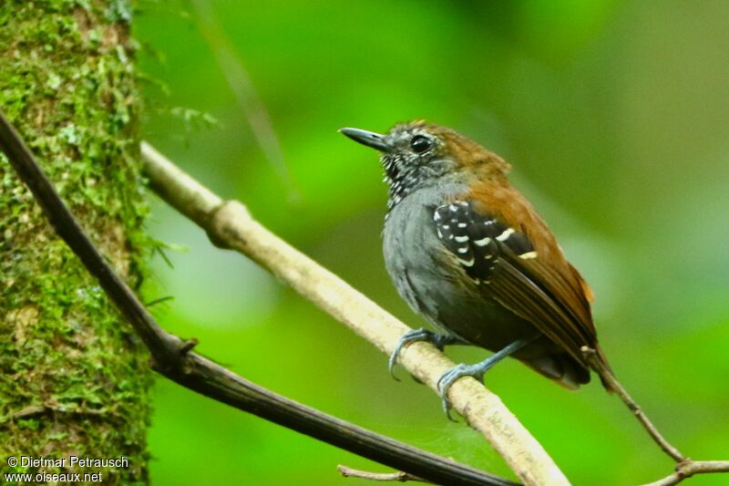 Myrmidon à gorge étoilée mâle adulte