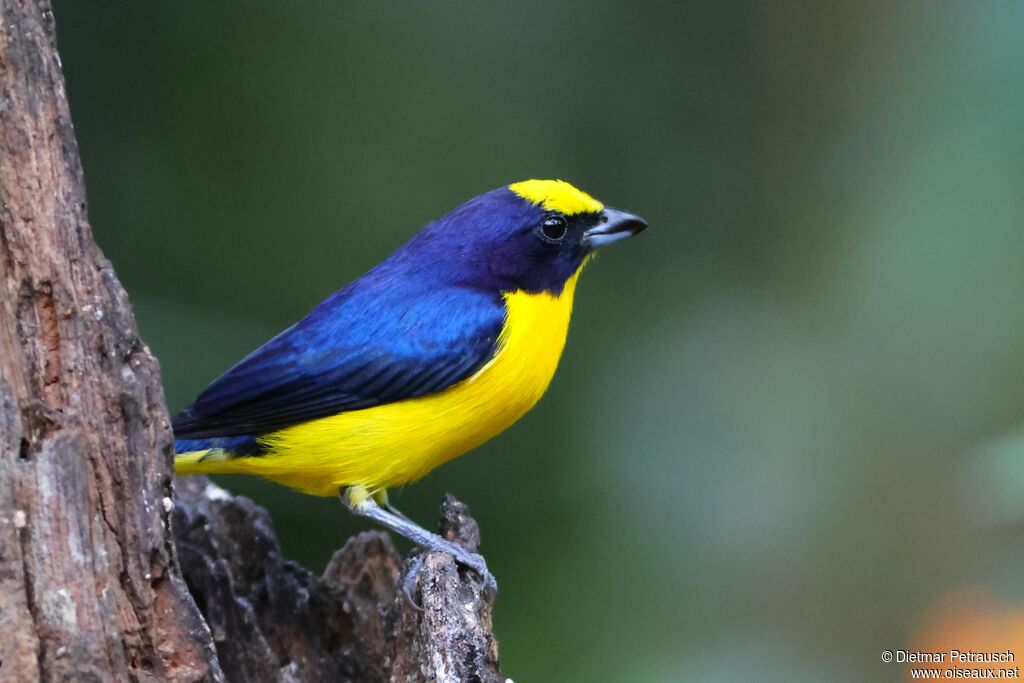 Organiste à bec épais mâle adulte