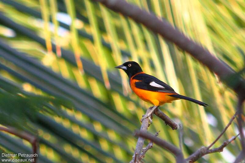 Oriole des camposadulte, identification