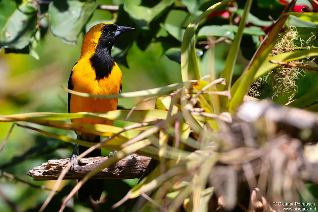 Oriole noir et oradulte