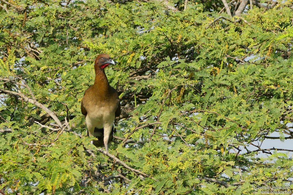Chestnut-winged Chachalaca