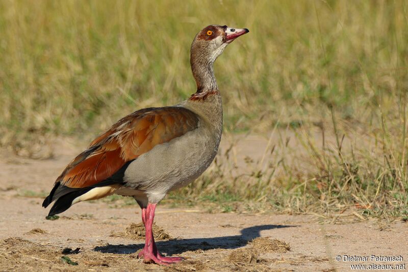 Egyptian Gooseadult