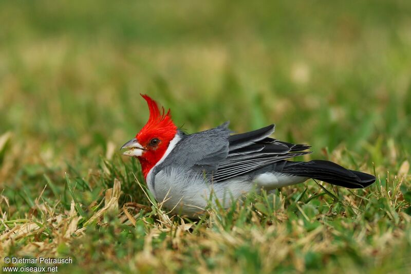 Red-crested Cardinaladult