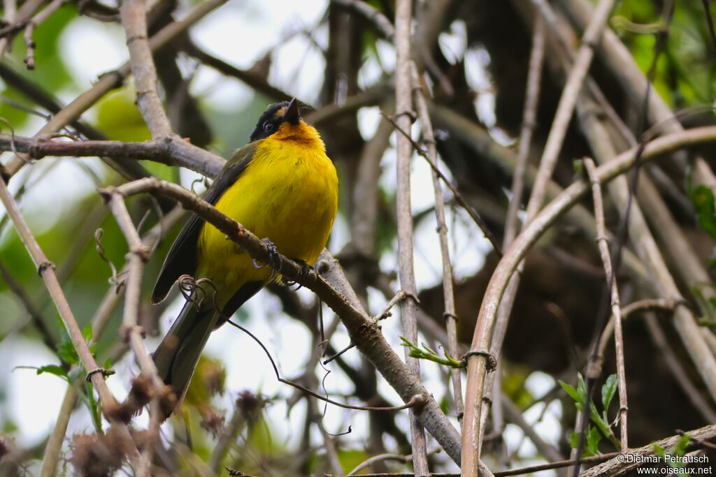 Paruline à cimier jauneadulte
