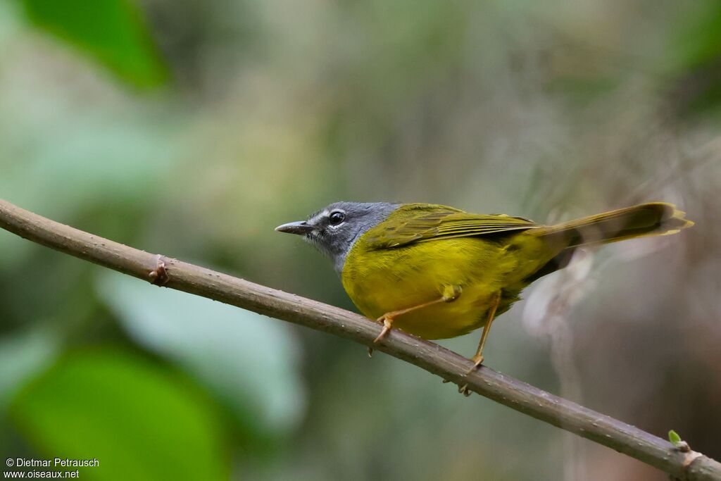Paruline à lores blancsadulte