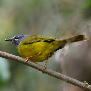 Paruline à lores blancs