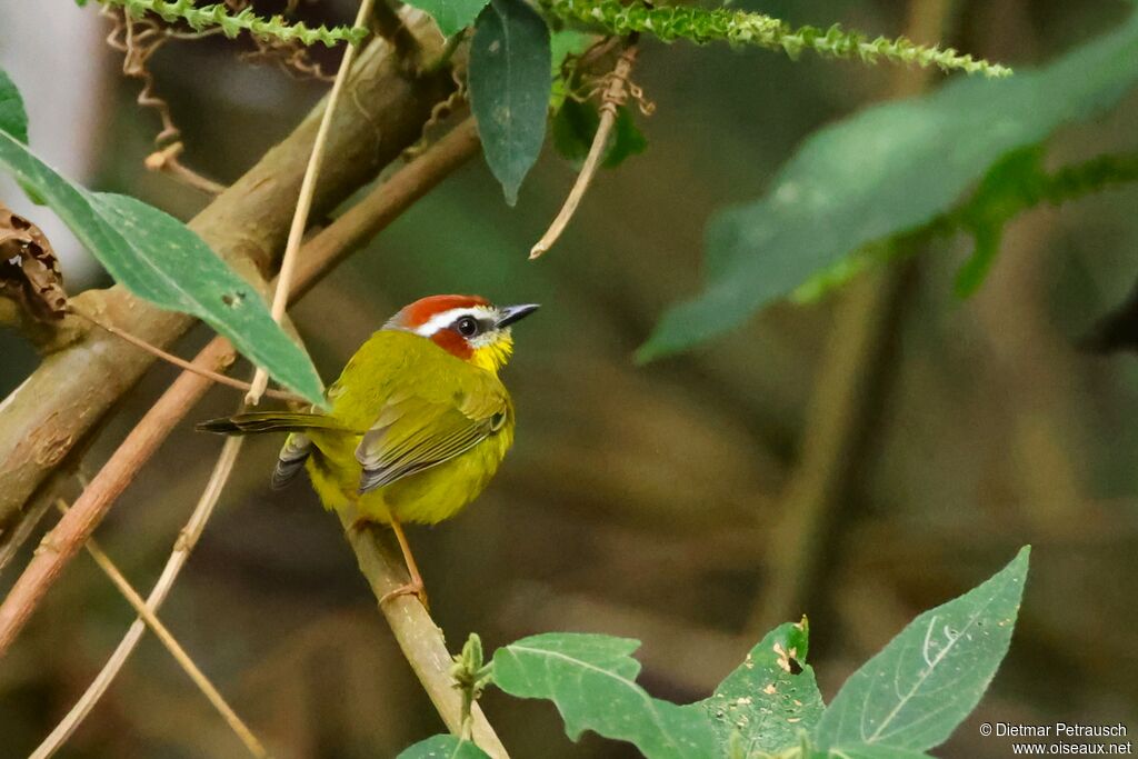 Paruline de Delattreadulte
