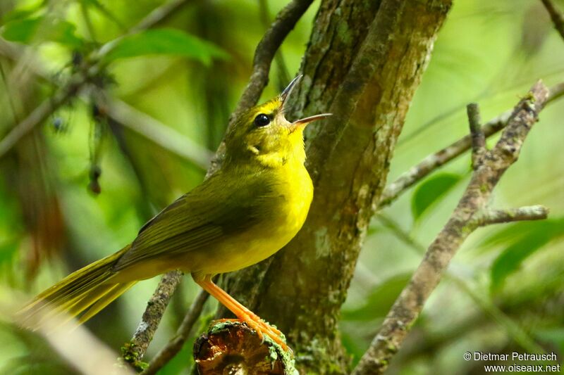 Paruline flavescenteadulte, chant