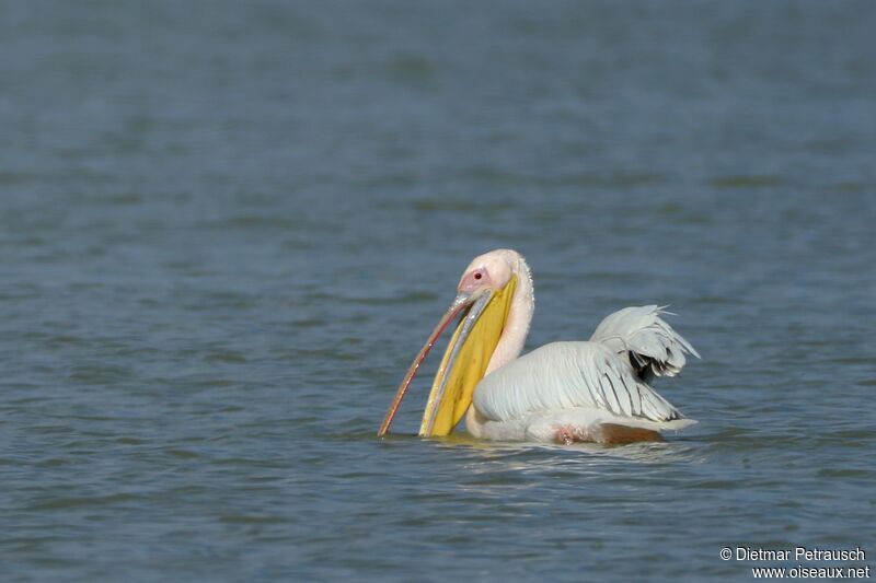 Great White Pelicanadult