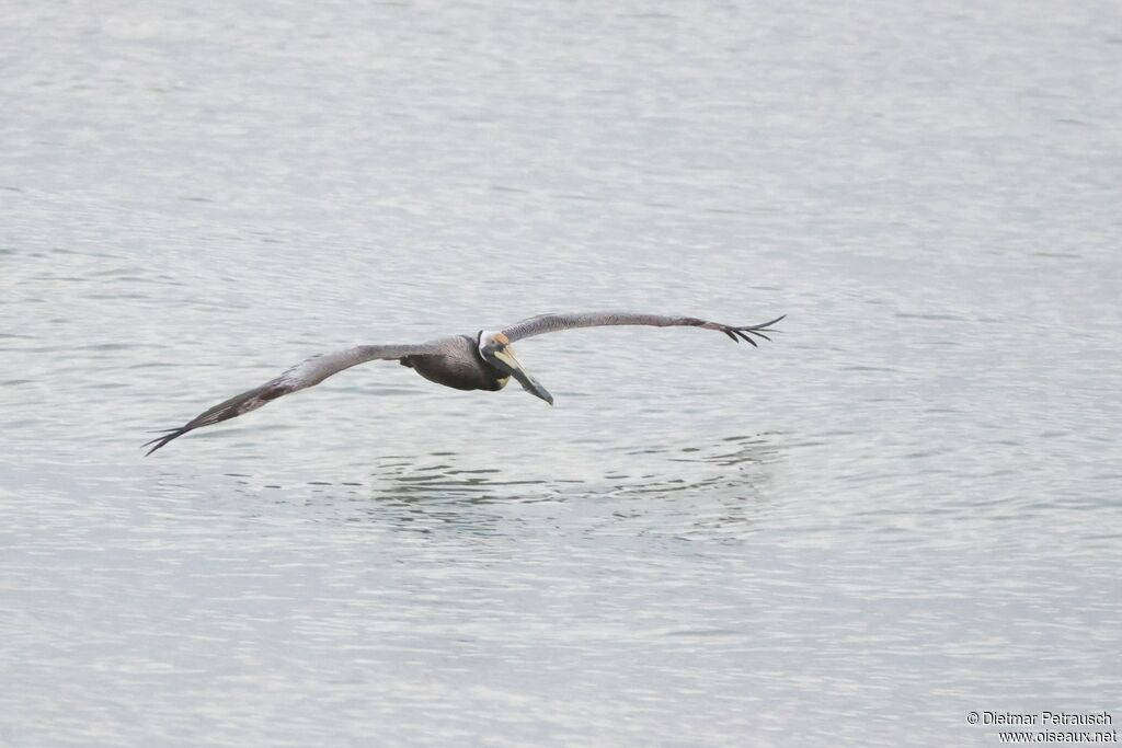 Pélican brunadulte, Vol