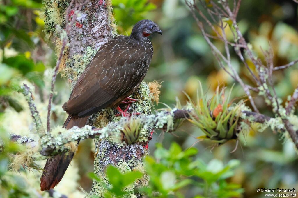 Pénélope à queue barréeadulte