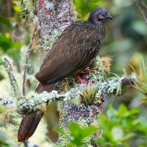 Pénélope à queue barrée
