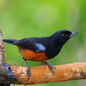 Percefleur à ventre marron