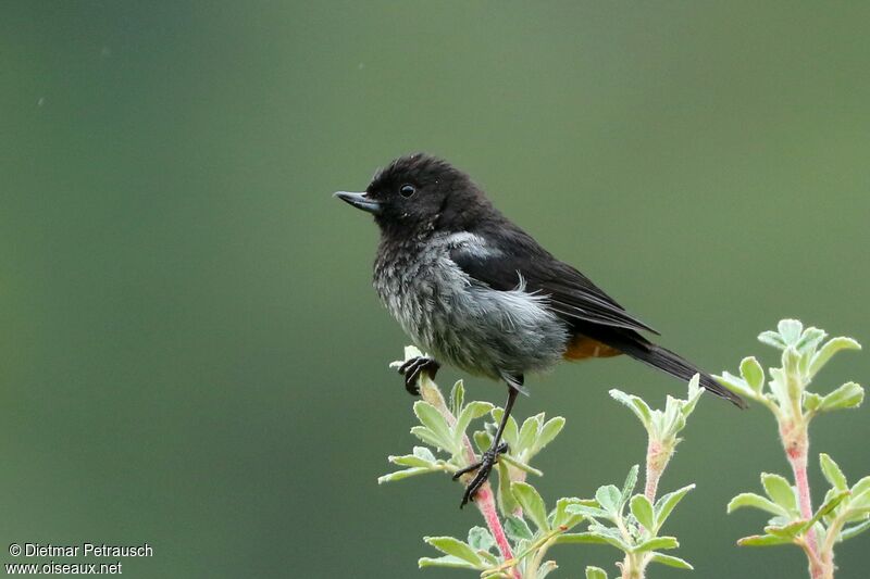 Grey-bellied Flowerpierceradult, identification