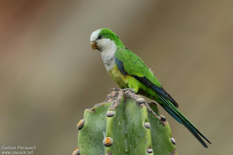 Cliff Parakeetadult