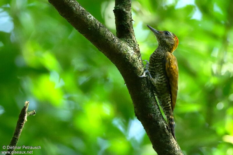 Yellow-eared Woodpeckeradult