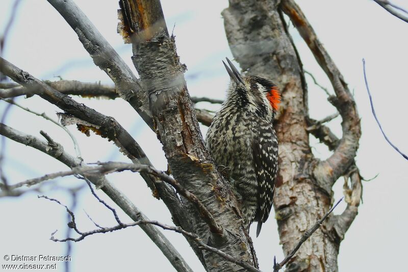 Striped Woodpecker male adult