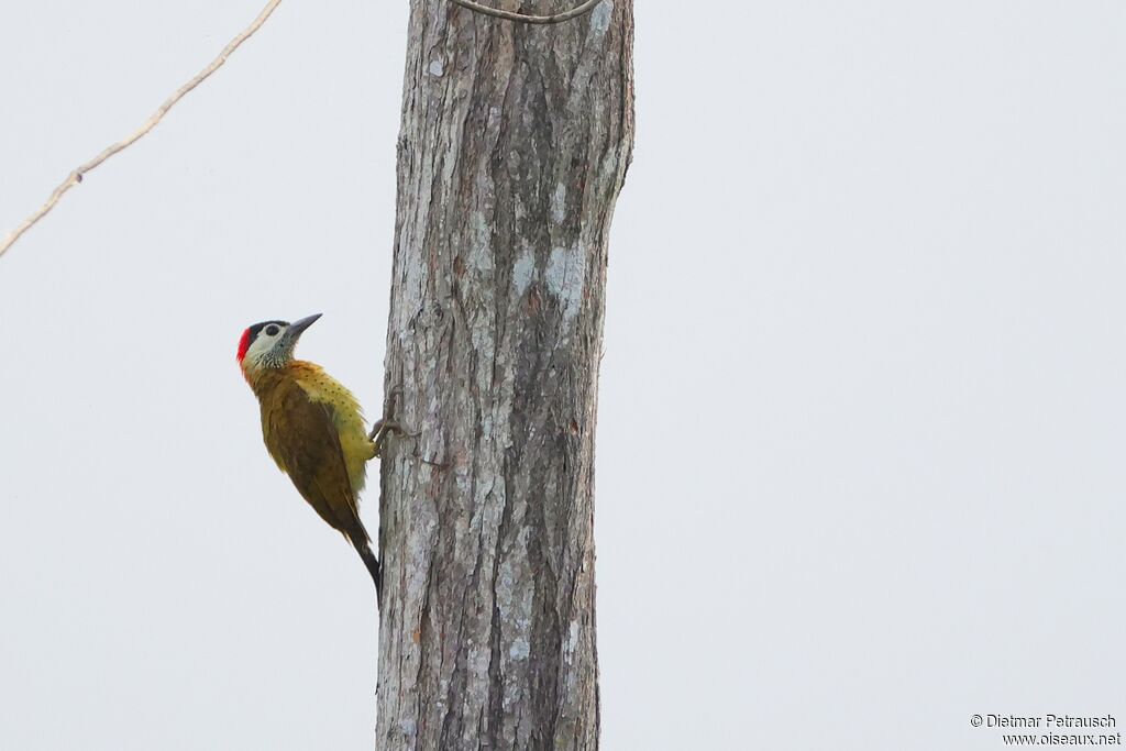 Pic de Cayenneadulte