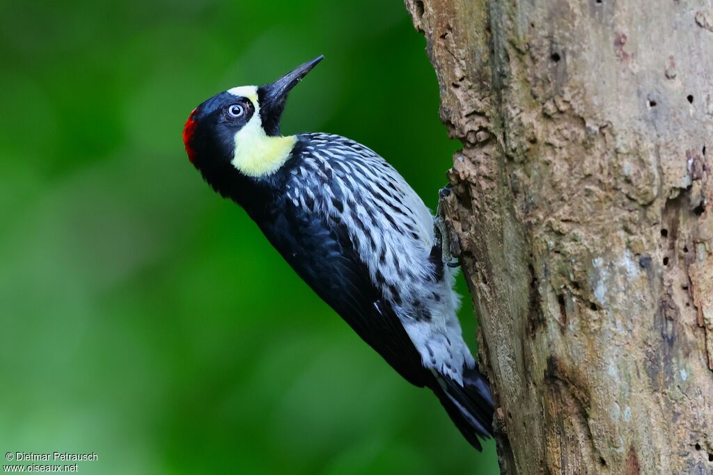 Pic glandivore femelle adulte