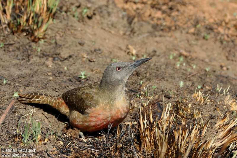 Pic laboureuradulte, identification