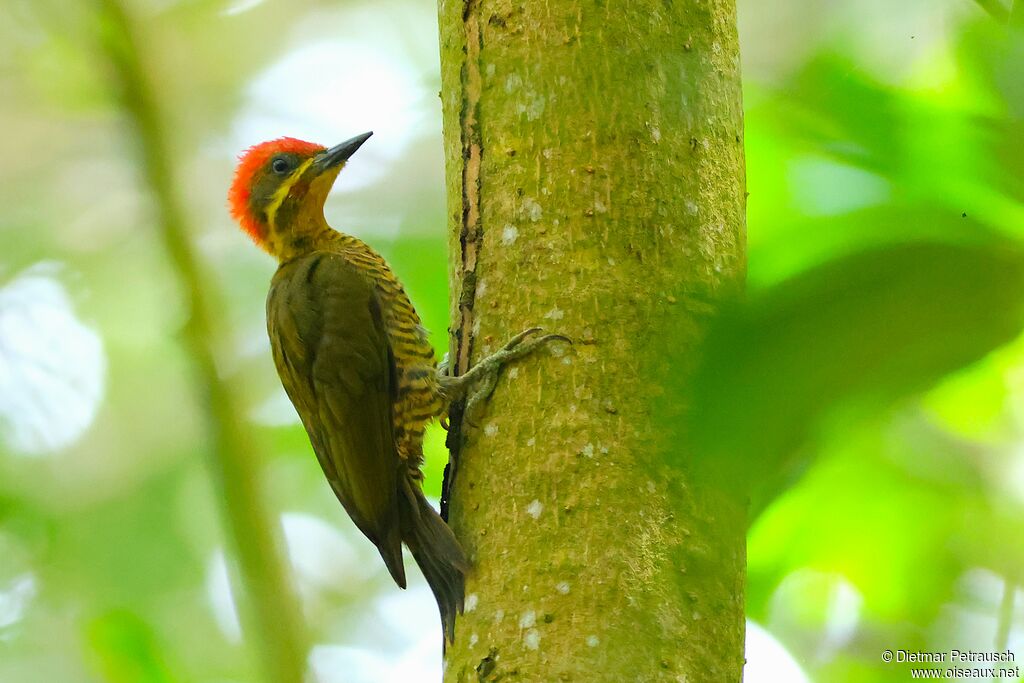 Pic vert-doréadulte