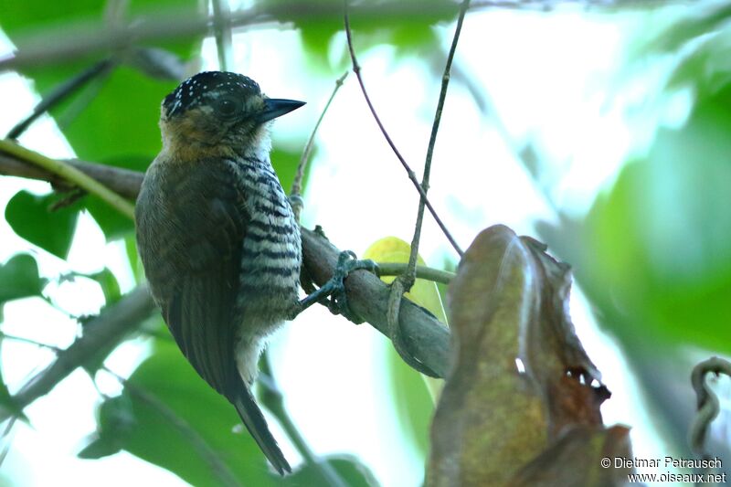 Ochre-collared Piculet female adult