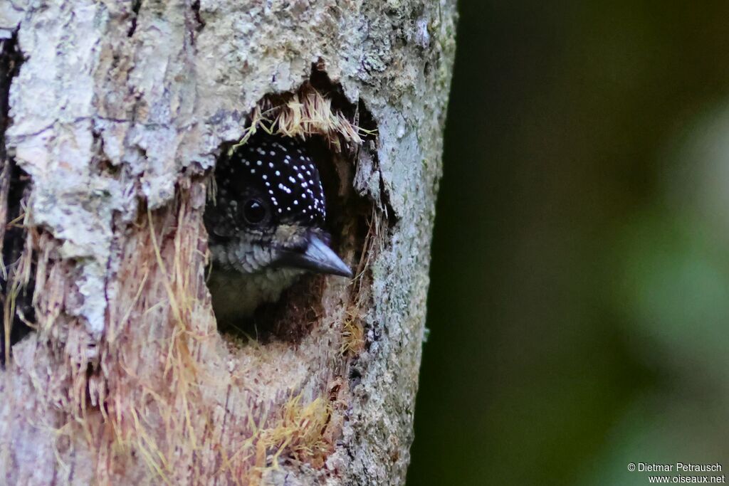 Picumne grisadulte, Nidification