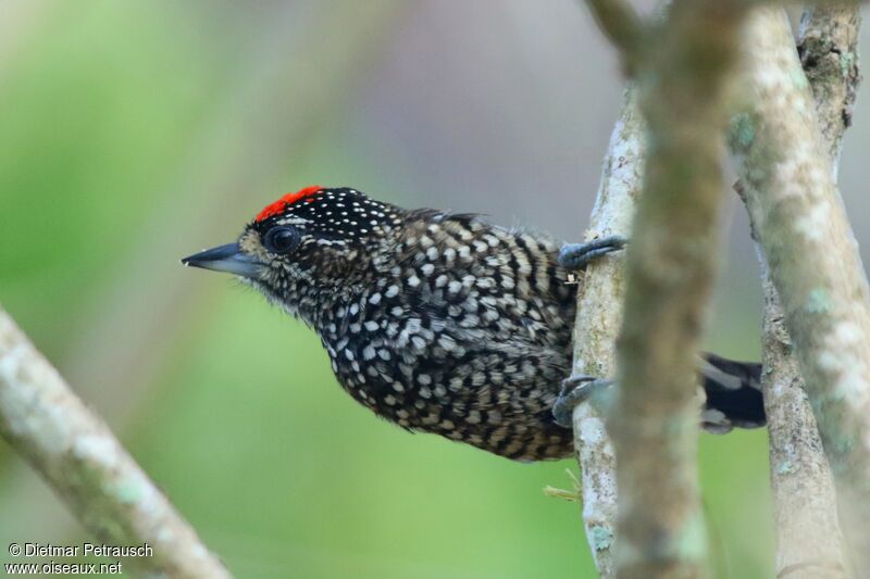 White-wedged Piculet male adult
