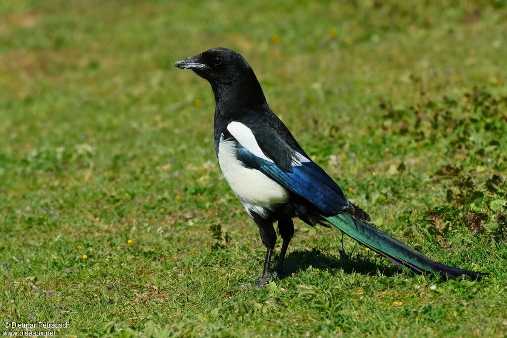 Eurasian Magpie