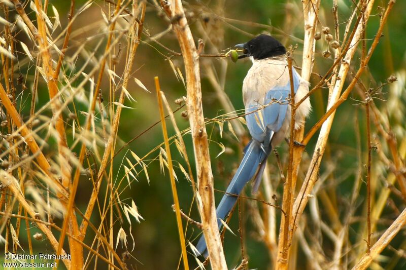 Iberian Magpieadult, eats