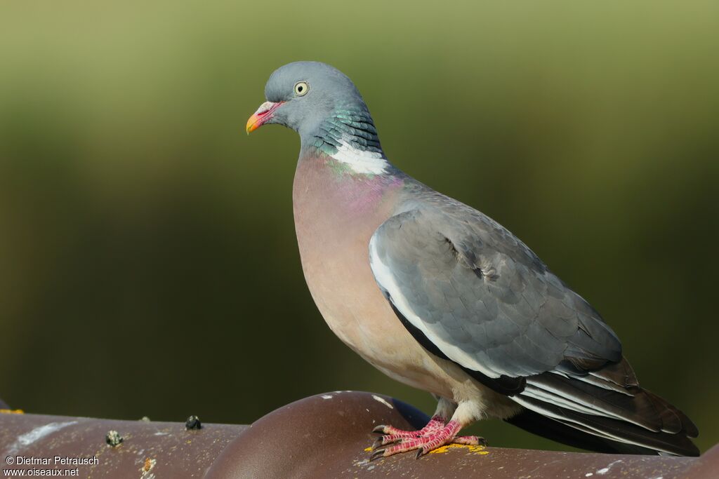 Common Wood Pigeon