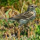 Pipit farlouse