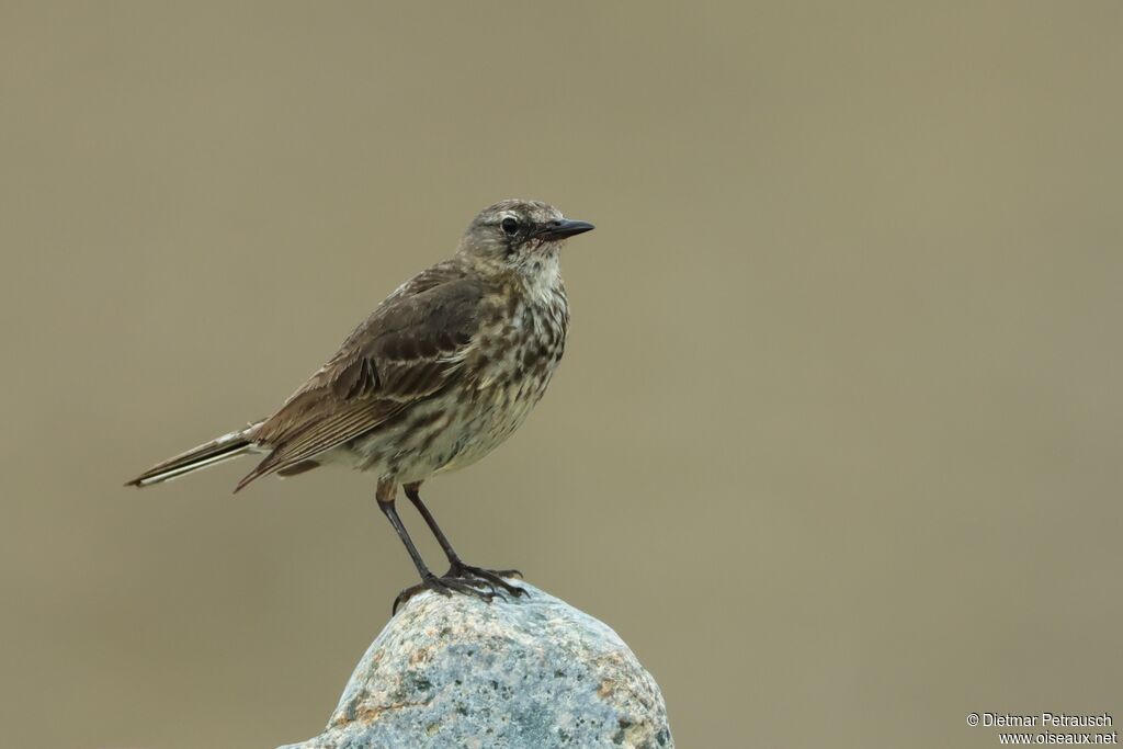 European Rock Pipit