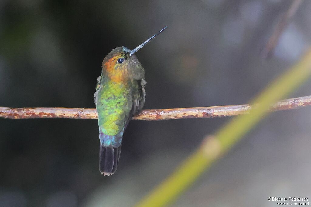Porte-lance de Louiseadulte