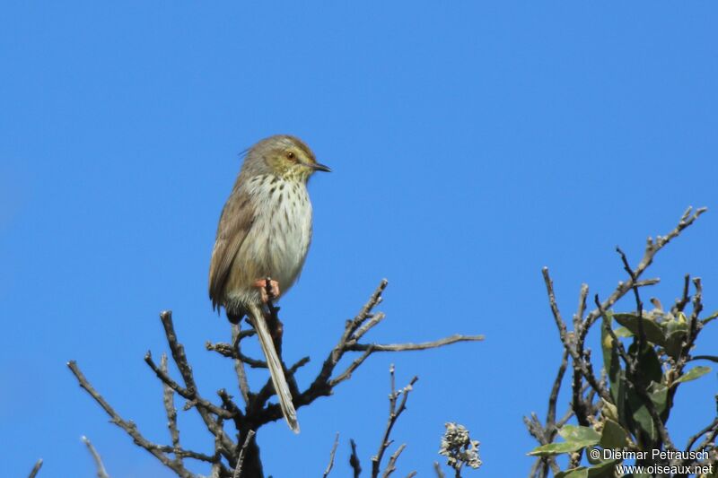 Prinia du Karrooadulte