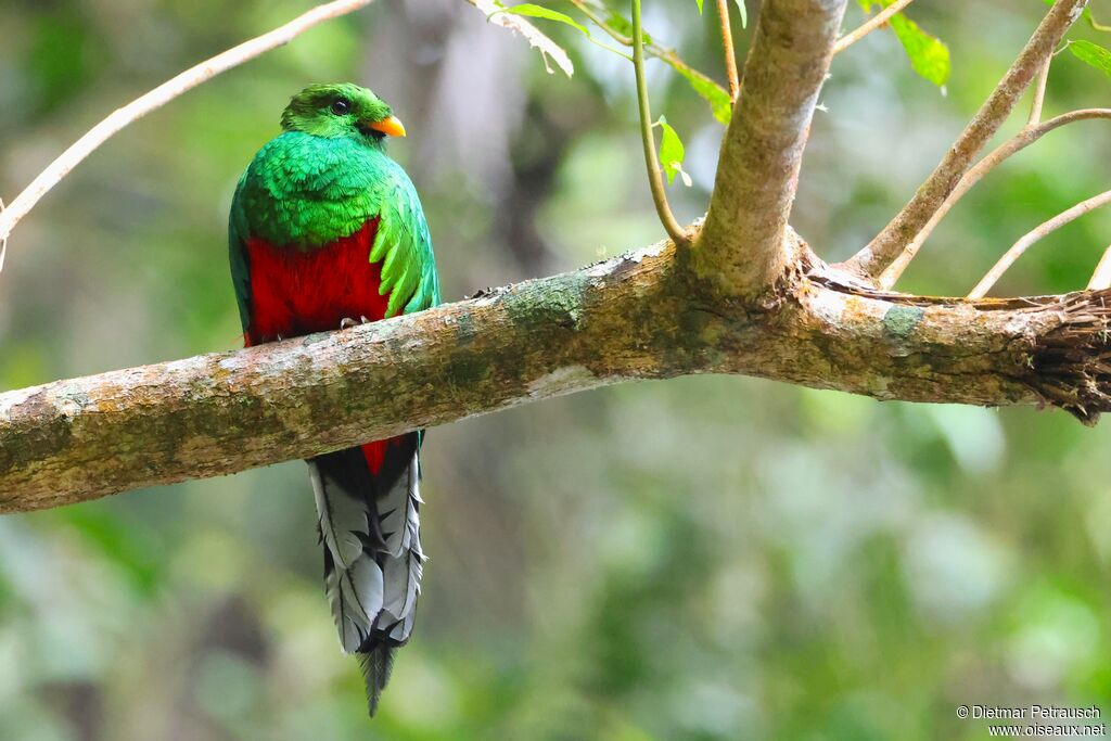 Quetzal brillant