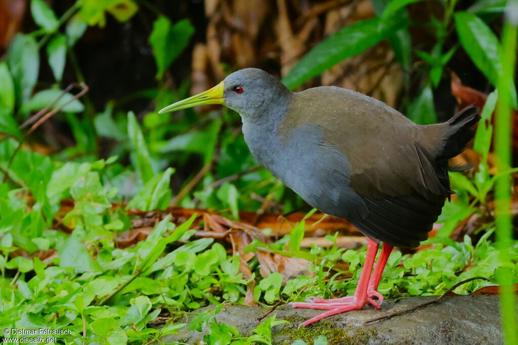 Râle noirâtreadulte