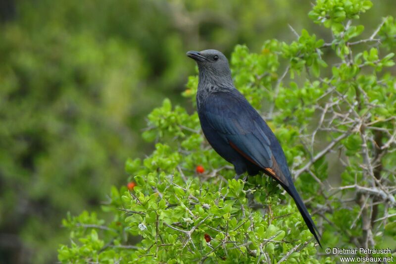 Red-winged Starling female adult