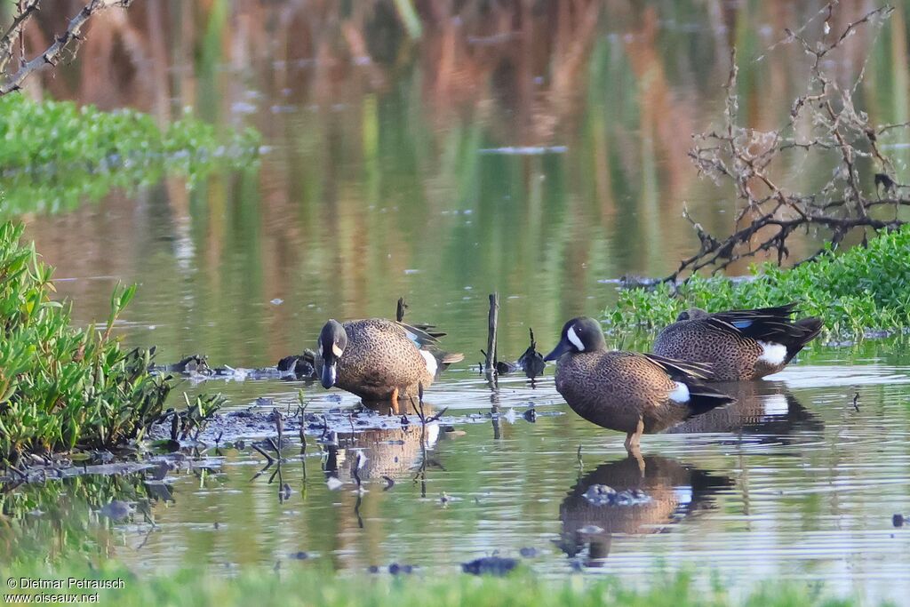 Sarcelle à ailes bleuesadulte